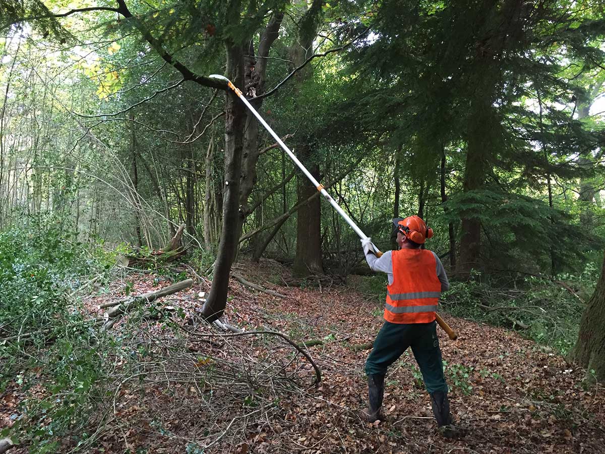 using long reach saw