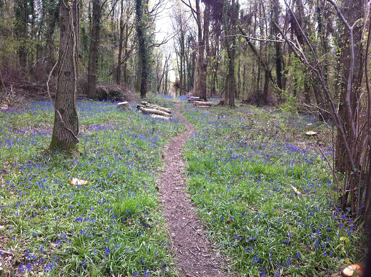 conserved ancient woodland bluebells