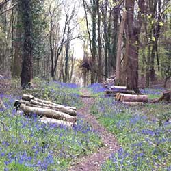 woodland path with logs stacked either side and bluebells